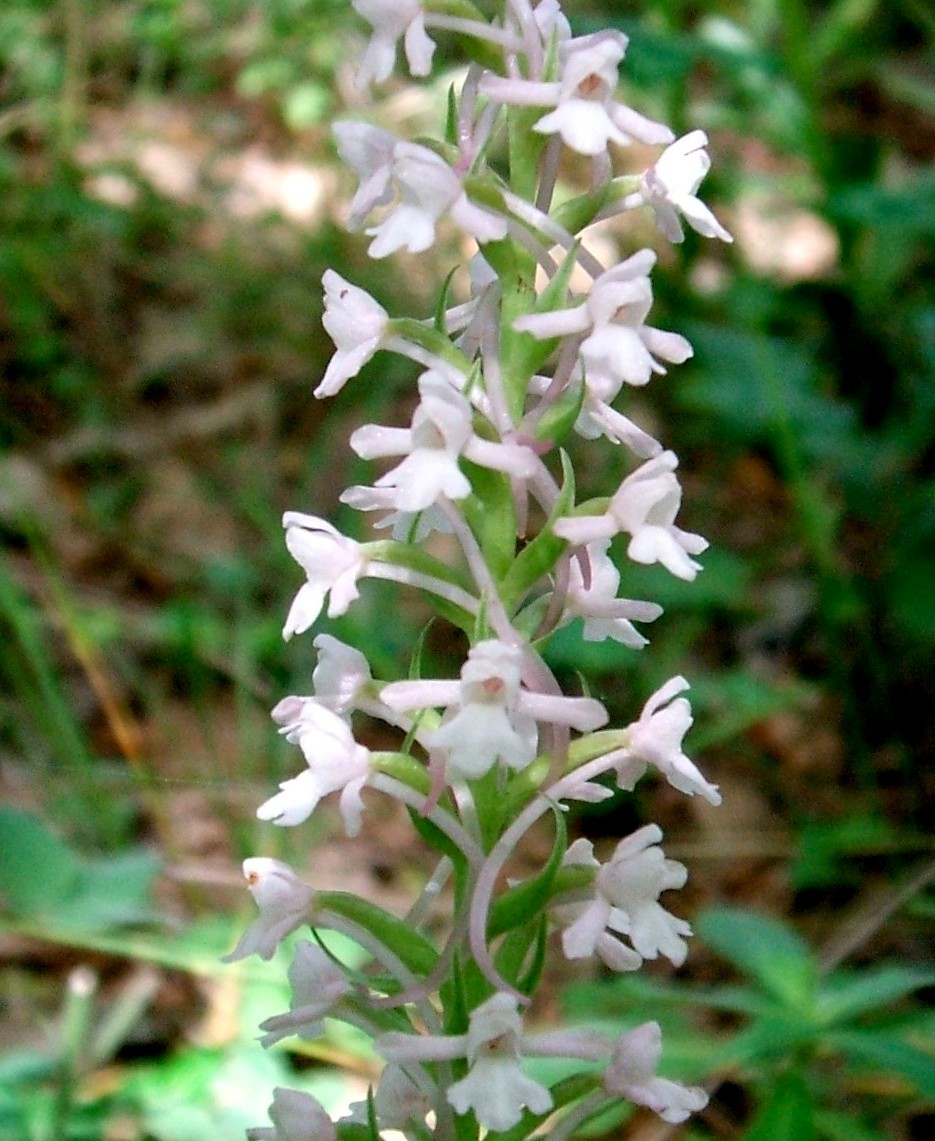 orchidee del gargano